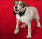 Star of The Artist Uggie the dog