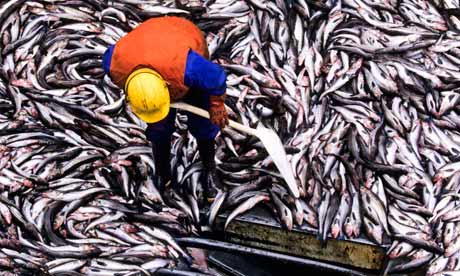 Pollack Catch on Factory Trawler