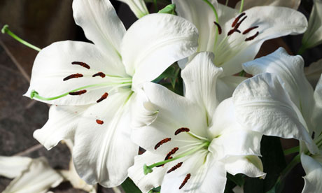 Different Types Of White Lily Flowers - types of white lily flowers