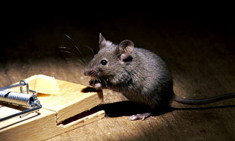 mouse and trap