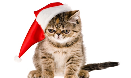 grumpy santa kitten