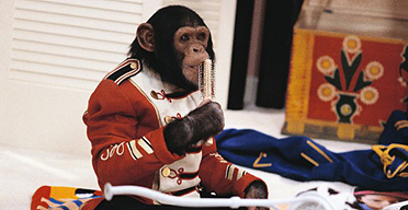 Bubbles the Chimp