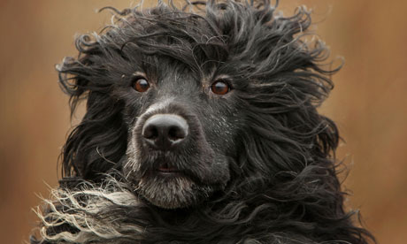 Laurie Anderson's Music for Dogs – Portuguese Water Dog