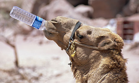 Camel-drinking-water-006.jpg