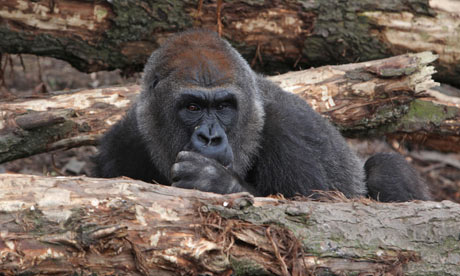 Gorilla London Zoo