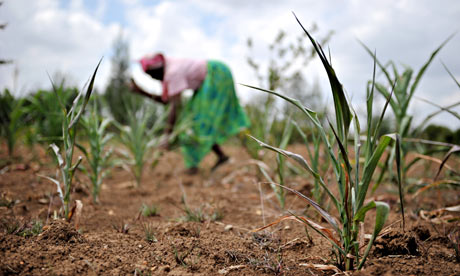 Farming Kenya