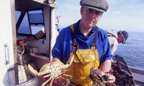 cromer crab