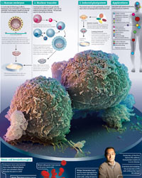 Pathways to pluripotent stem cells