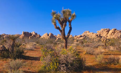 Spring in Joshua Tree National Park, California