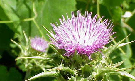 milk thistle