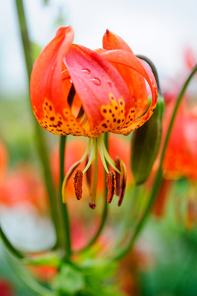 Observer Gardening: Gardening August to do Dan Pearson