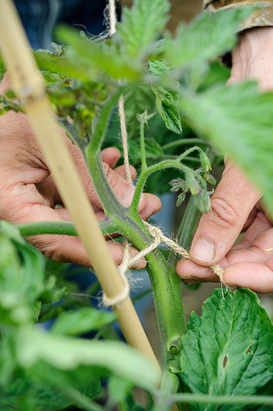 Observer Gardening: Gardening August to Do