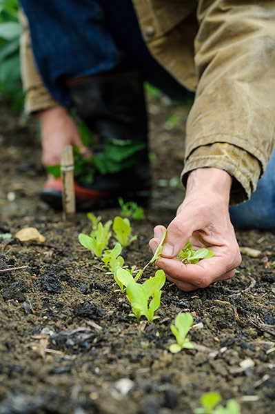 Observer Gardening: Gardening August to do Dan Pearson