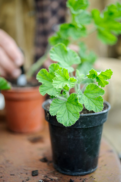 Observer Gardening: Gardening August to do Dan Pearson