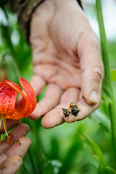 Observer Gardening: Gardening August to do Dan Pearson