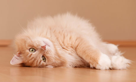 Sibirische Waldkatze walzt sich / rolling Siberian forestcat