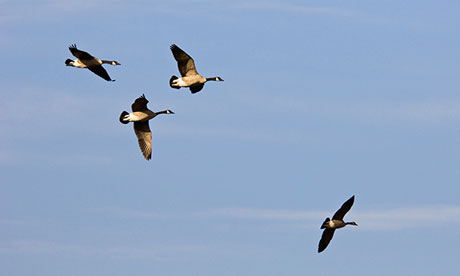 Canada Geese n Indiana