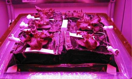 Nasa's Veggie vegetable production system