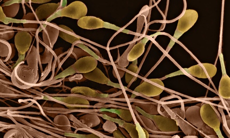 Young men have been urged to freeze their sperm.