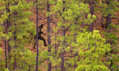 Distant photo of Bigfoot walking up a hill (Color version)