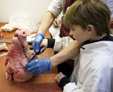 Butchering a pig: Alex Rentons pig 