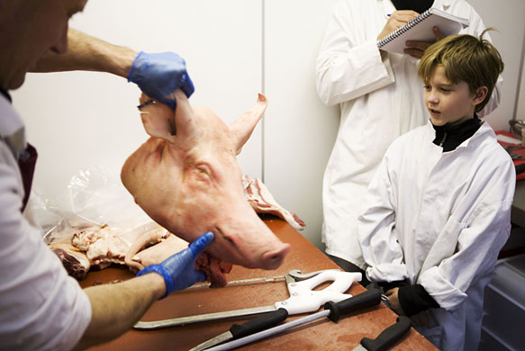 Butchering a pig: Alex Rentons pig 