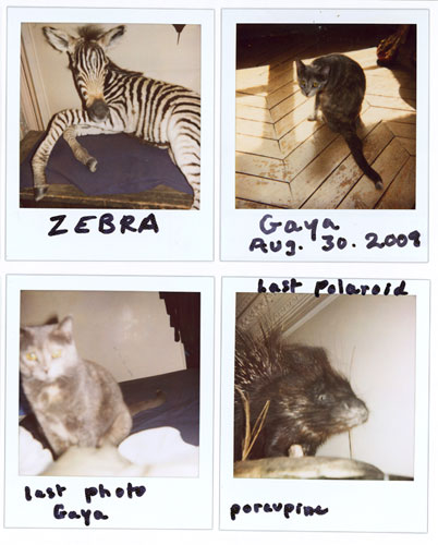 Observer Review Polaroids: Nan Goldin's Polaroids of a stuffed zebra, porcupine and her cat Gaya