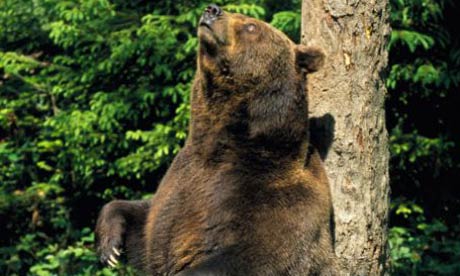 European Brown Bear