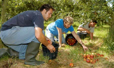 Matt Carroll collects Cider apples at Broome Farm