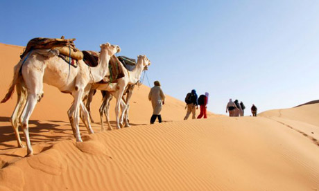 desert and camels