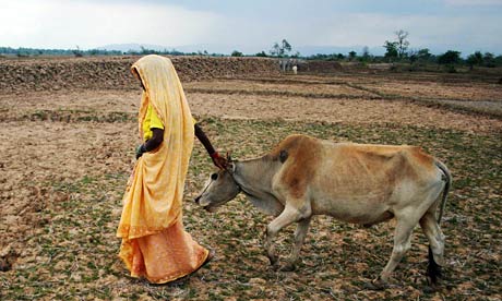 Woman walks with her cow in Assam
