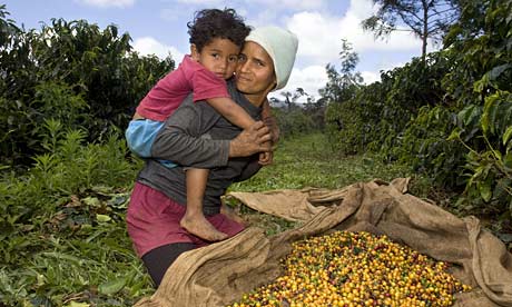 farming in brazil