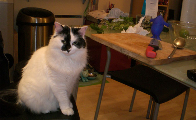 Kitchen clickalong salmon: MissWhiplash