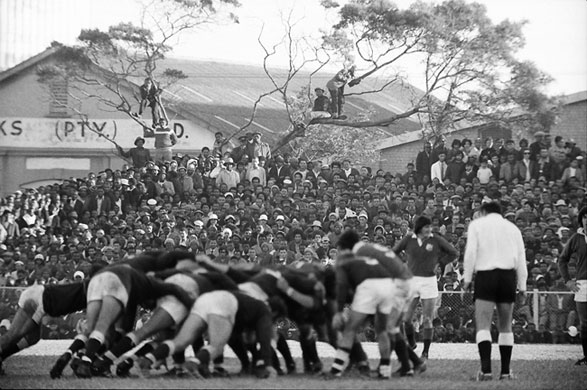 Lions 1974: Against Border on 17 July, fans climbed trees for a better view.