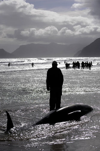 Whales: Pilot Whales