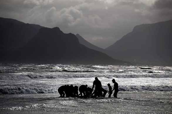 Whales: Pilot Whales