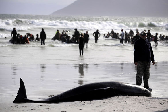 Whales: Pilot Whales