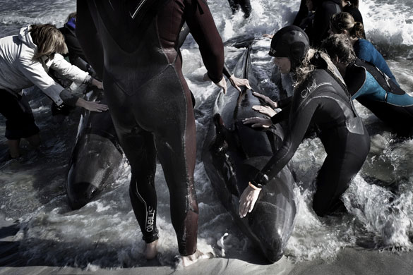 Whales: Pilot Whales