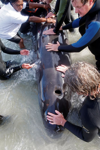 Whales: Pilot Whales