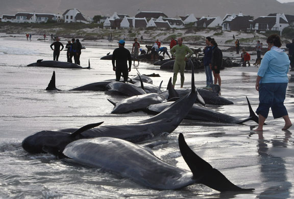 Whales: Pilot Whales