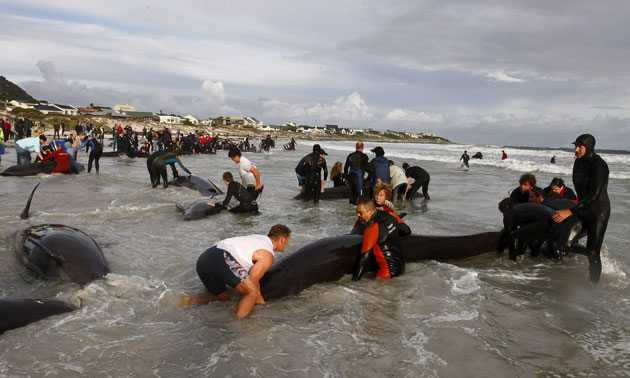 Whales: Pilot Whales