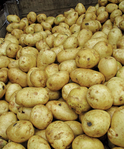 Food waste: rejected Potatoes