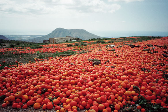 Food waste: Tomato Dump
