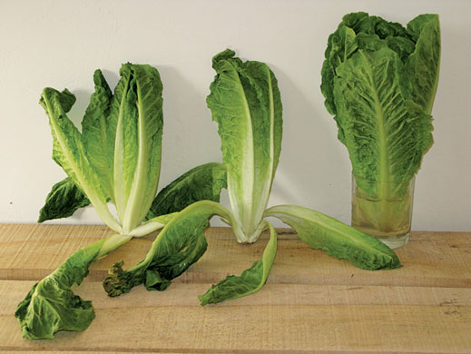 Food waste: Three Lettuces