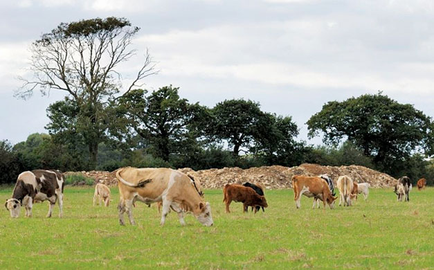 Food waste: composted poultry by-products