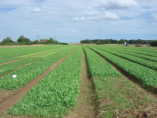 Food waste: A crop of rejected spinach