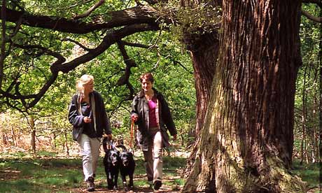 walking in Sherwood Forest