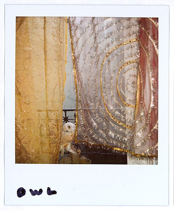 Observer Review Polaroids: Nan Goldin's Polaroids of a stuffed owl