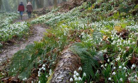 snowdrops-nibs