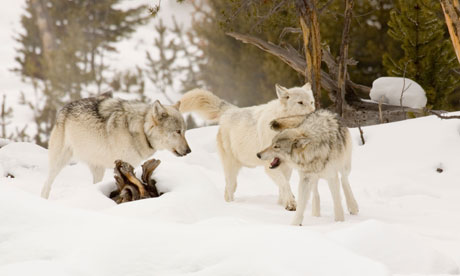 wolves playing